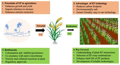 Fungal Endophyte-Mediated Crop Improvement: The Way Ahead